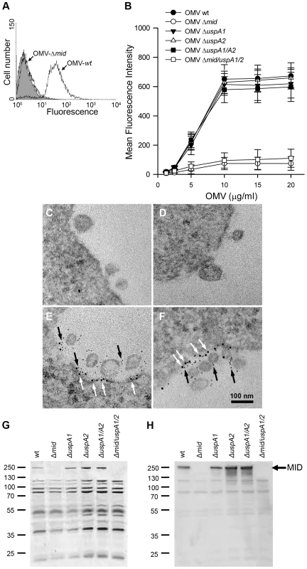 <i>M</i>. <i>catarrhalis</i> OMV bind to tonsillar lymphocytes through an interaction via MID and the IgD B cell receptor.