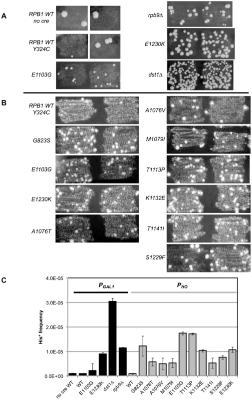 Suppression of <i>cre-Y324C</i> is elevated in strains with Pol II fidelity defects.