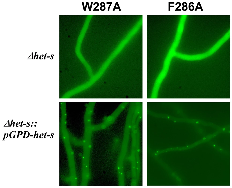 Expression of a HET-s-GFP F286A and W287A fusion proteins in <i>P. anserine</i>.