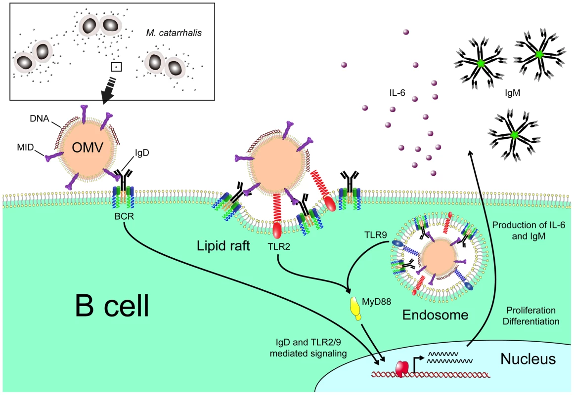 Cartoon schematically showing <i>M. catarrhalis</i> OMV-dependent B cell activation.