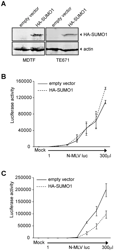 Overexpression of SUMO-1 in MDTF and TE671 cells.