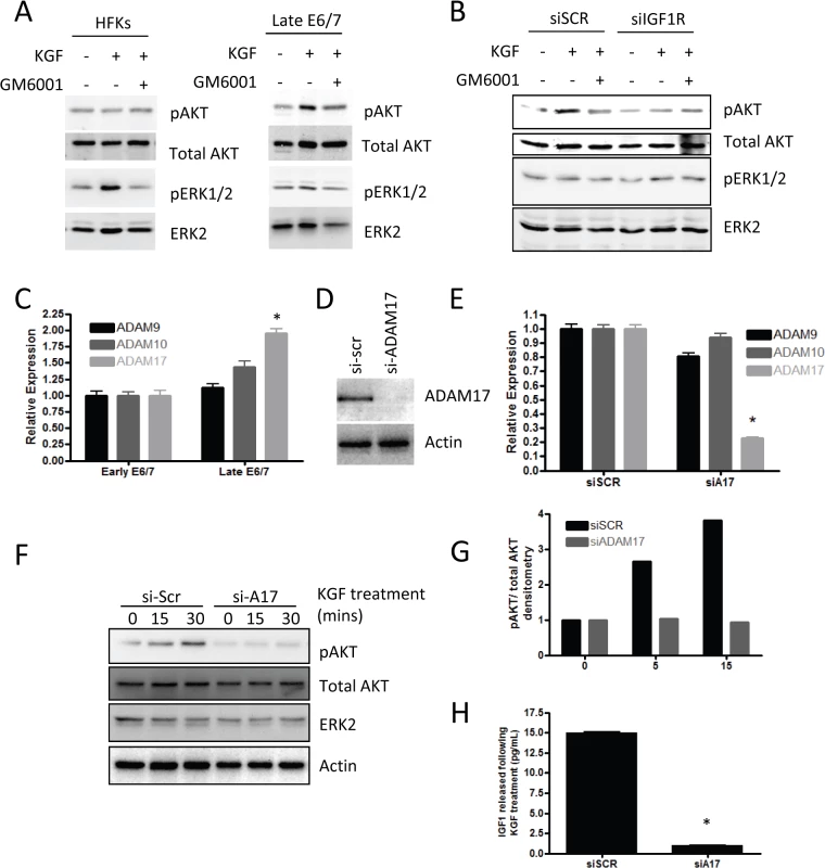 Signalling mediated by KGF requires IGF1R.