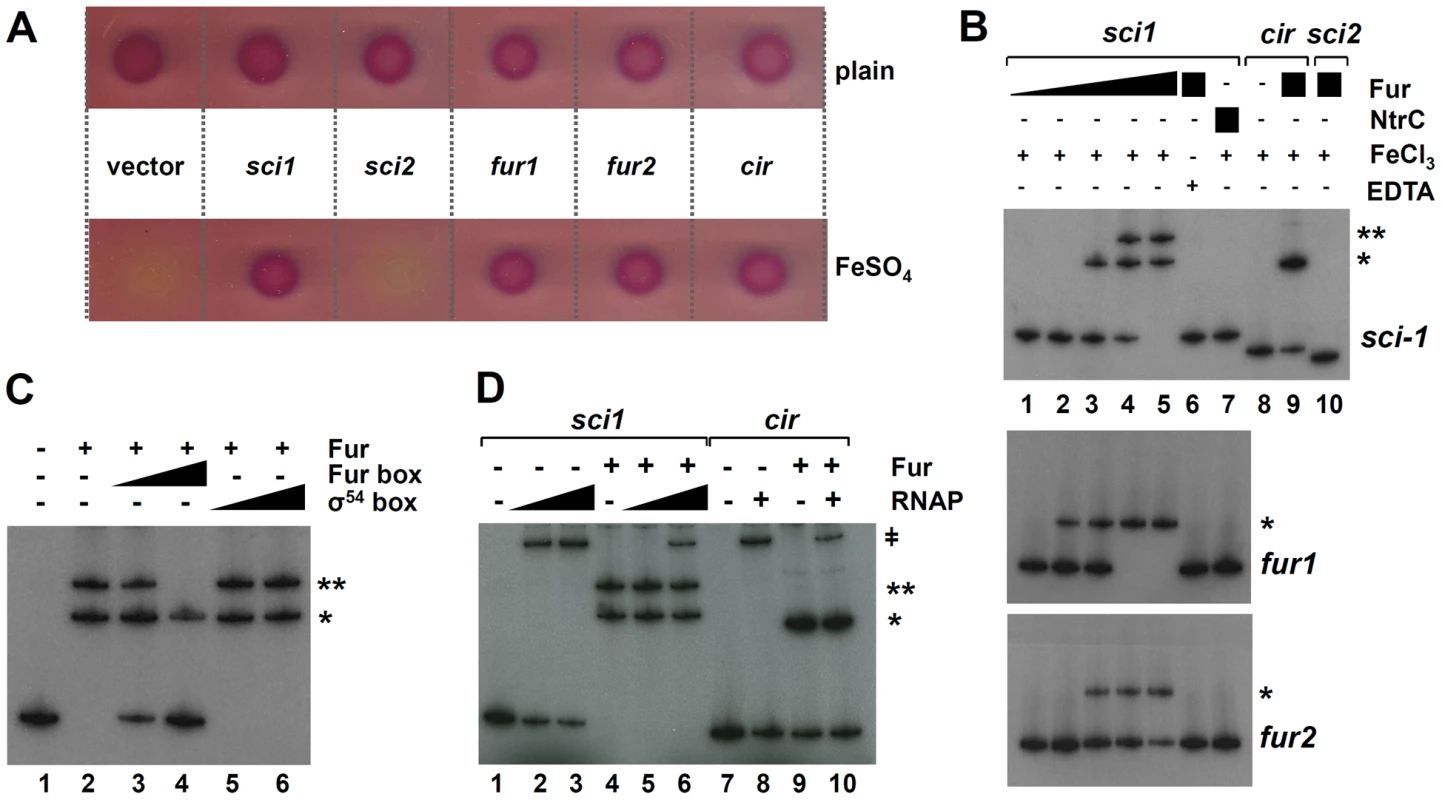 Fur binds to the EAEC <i>sci1</i> T6SS promoter <i>in vivo</i> and <i>in vitro.</i>