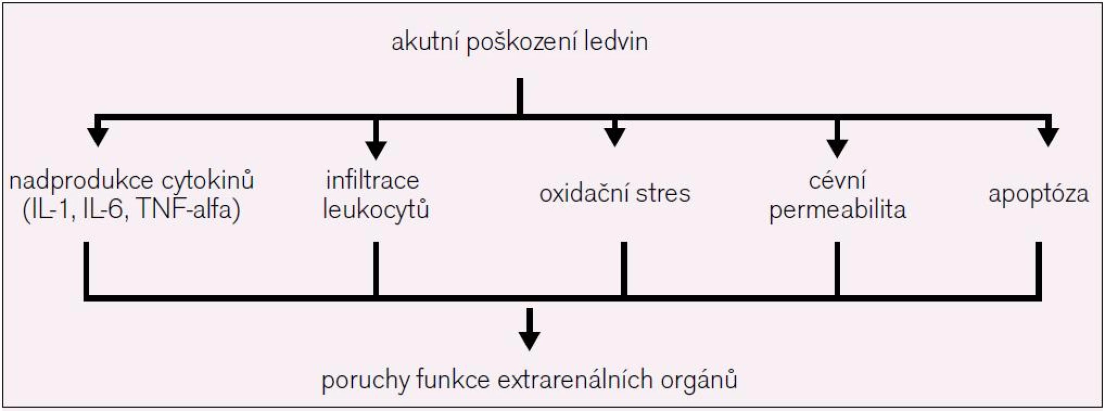 Mechanizmy, kterými AKI ovlivňuje funkci vzdálených orgánů.