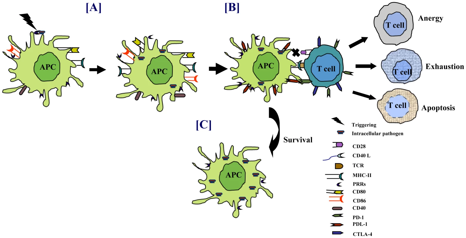 Pathogens modulate the expression of costimulatory molecules for their survival.