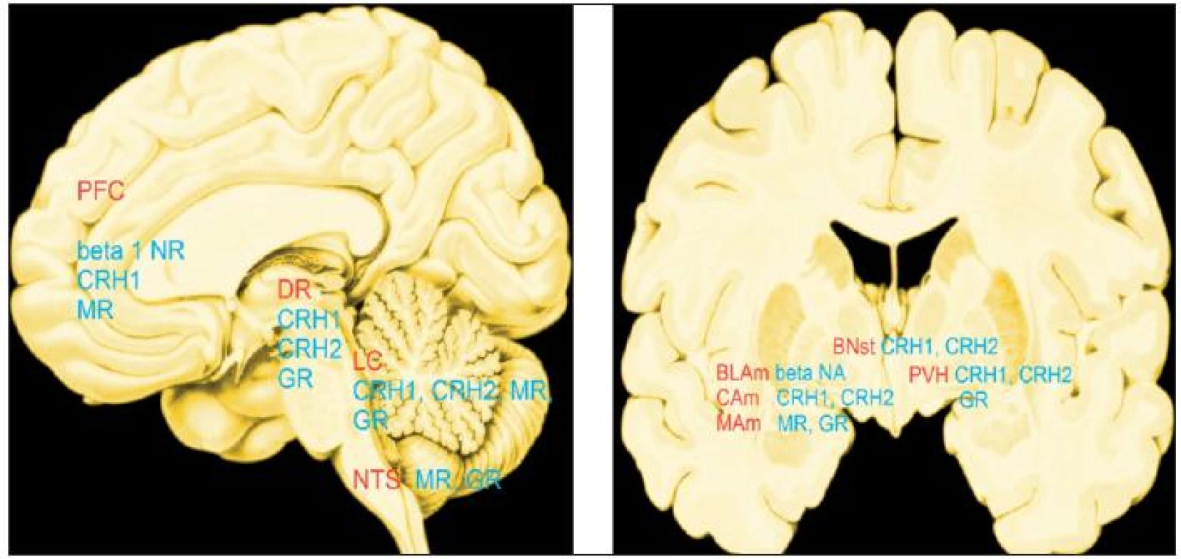 „Hot spots“: místa, kde mozek ovlivňují stresové mediátory v největší míře.
Červeně: PFC - prefrontální kůra, DR - dorzální raphé, LC - locus coeruleus, NTS - nc.tractus solitarius, BLAM CAM, MAM - bazolaterální, centrální, mediální jádro amygdaly, BNst - bed nucleus stria terminalis, PVH - paraventrikulární jádro hypotalamu
Modře: beta 1 NR - beta 1 noradrenergní, CRH1 - hormon (faktor) uvolňující kortikotropin 1, CRH2 - hormon (faktor) uvolňující kortikotropin 2, MR - receptory mineralokortikoidů,GR - receptory glukokortikoidů
