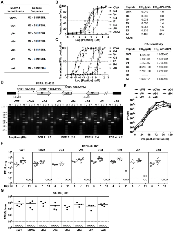 Characterization of APLs by MHC class I binding and TcR functional avidity, and generation of MuHV-4 recombinants expressing OVA or APLs linked to M2.