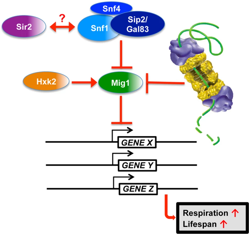 Model for Mig1 regulation by Snf1, Hxk2, the proteasome and Sir2.