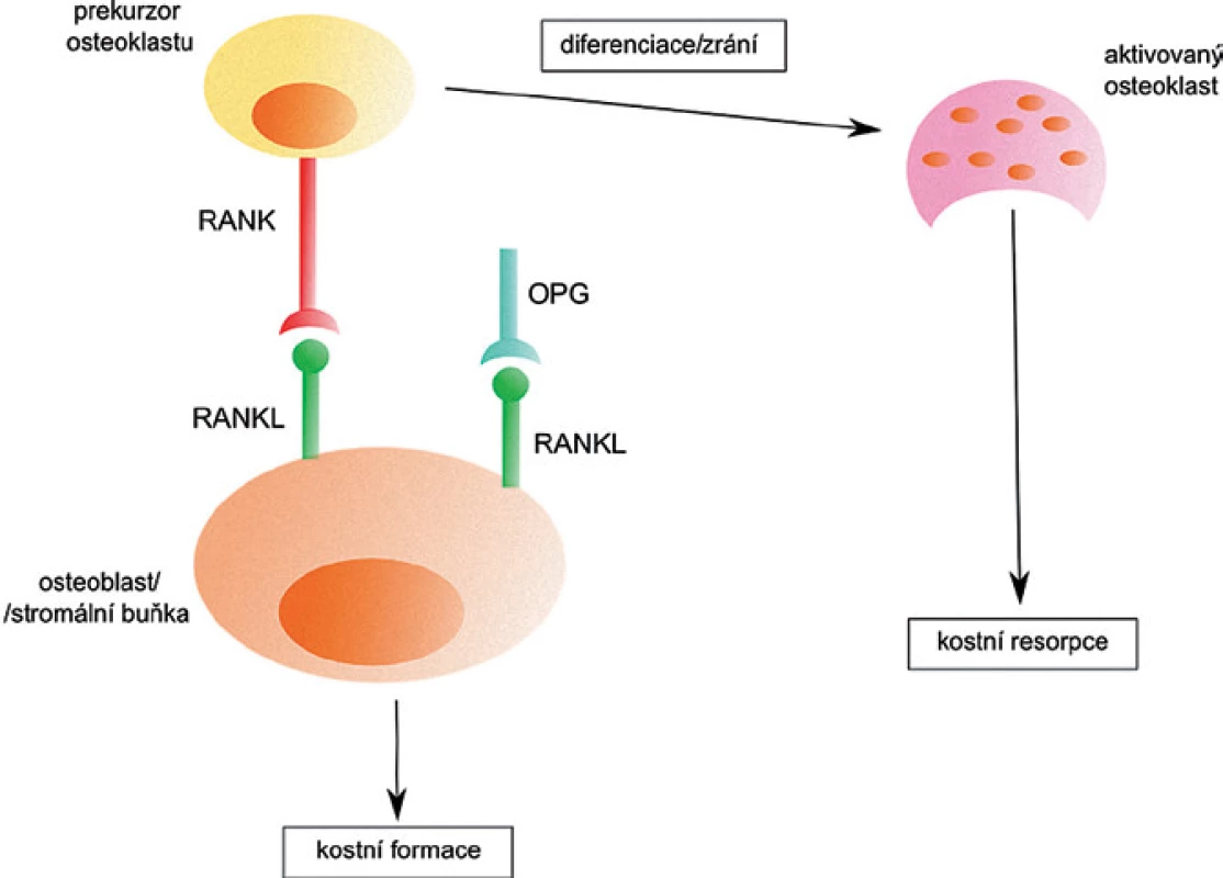 Aktivace osteoklastů pomocí RANKL.
Po spojení RANKL s RANK na prekurzoru osteoklastu dojde k diferenciaci a vzniku osteoklastu, který je zodpovědný za resorpci kosti. Navázání OPG na RANKL zabrání aktivaci osteoklastu a k resorpci tak nedochází.