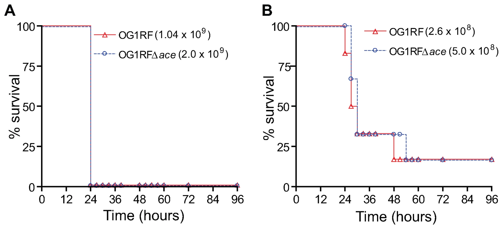 Kaplan-Meier survival plots of wild-type OG1RF and the <i>ace</i> mutant in the mouse peritonitis model.