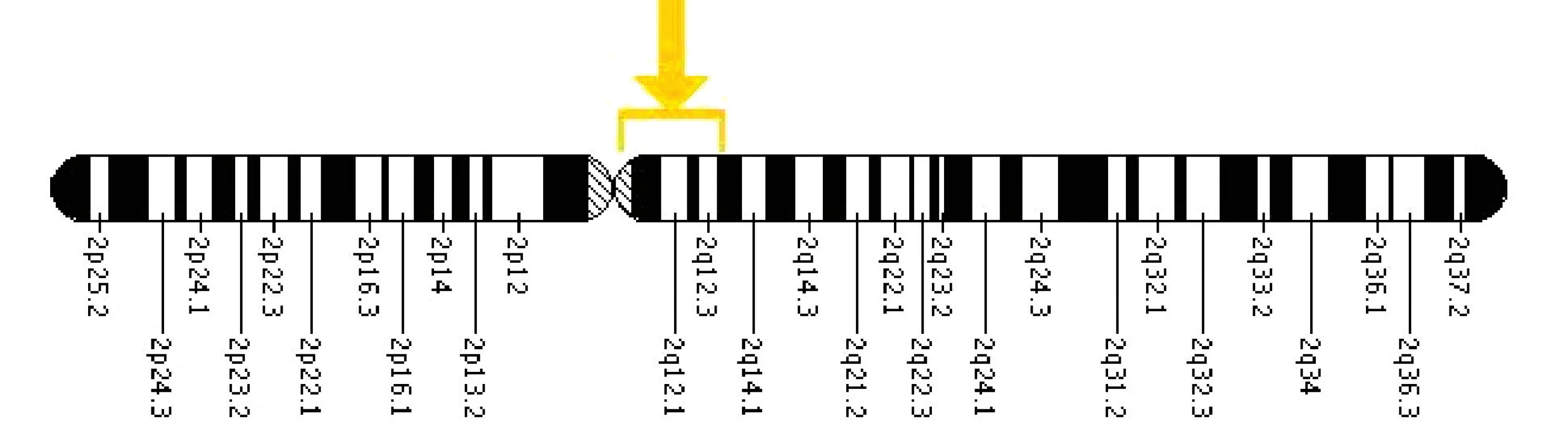 Umístění genu EDAR na 2. chromozomu.