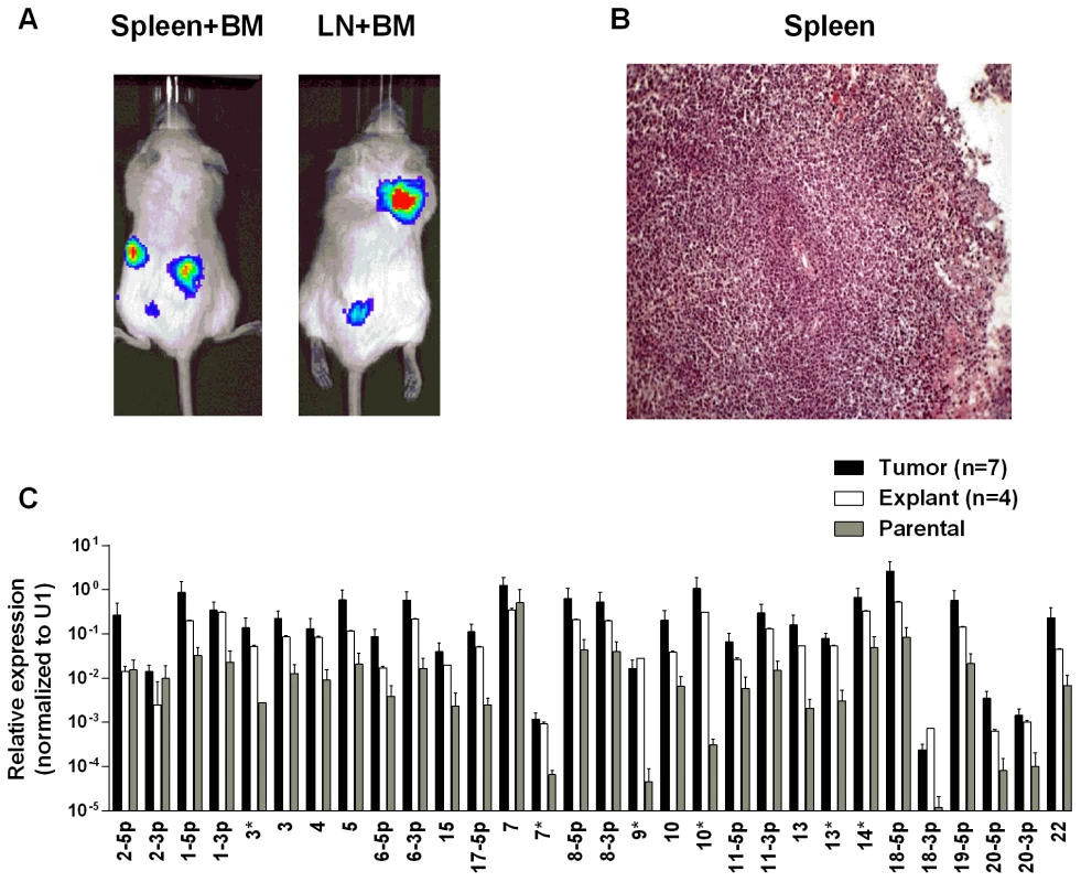 BART miRNA expression is up regulated when lymphoma cells grow <i>in vivo</i>.