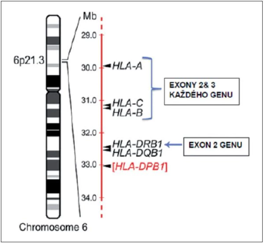 Výběr nepříbuzného dárce zahrnuje sekvenování specifických exonů minimálně u 4 různých genů na krátkém raménku chromozomu 6. Obrázek znázorňuje současně i lokalizaci HLA genů na chromozomu. Většina transplantačních center rutinně typizuje i exon 2 DQB1 genu, zatímco DPB1 gen se obvykle v procesu selekce nepříbuzného dárce rutinně nevyšetřuje. Převzato z Warrena et al. (5).