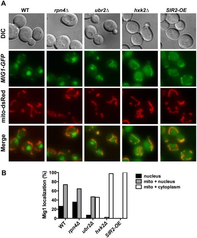 Mig1 co-localizes with the mitochondria in cells with increased proteasome abundance, in the absence of <i>HXK2</i> and upon overexpression of <i>SIR2</i>.