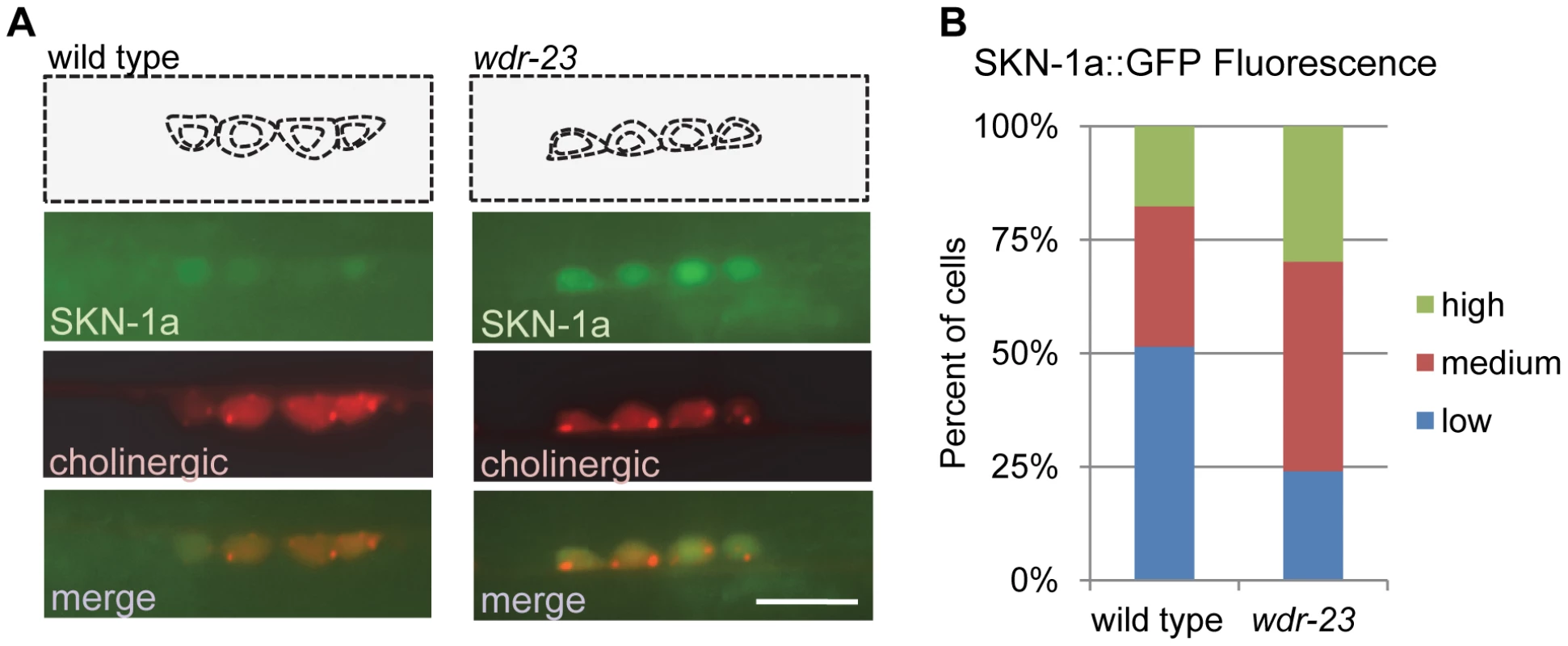 WDR-23 regulates SKN-1 abundance in motor neurons.