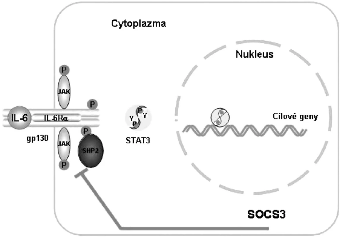 Vazba komplexu IL-6, IL-6R a gp130 aktivuje signalizační cestu JAK/STAT, která je inhibována zpětnou vazbou za účasti SOCS.
JAK, Janus kináza; SHP2,SH2-domain-containing tyrosine phosphatase; STAT, signal transducer and activator of transcription; SOCS 3, supressor of cytokine signalling 3
Podle:
1 Heinrich PC et al. Biochem J 2003; 374:1–20
2 Heinrich PC et al. Biochem J 1998; 334: 297–314