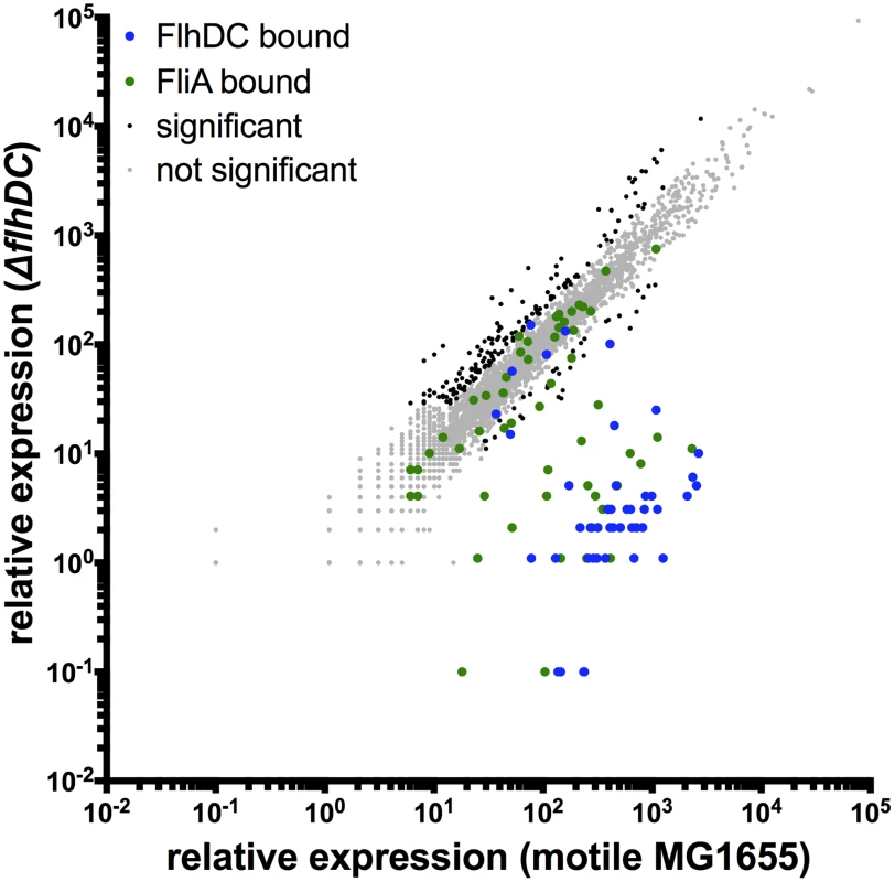 Genome-wide FlhDC-dependent gene expression.