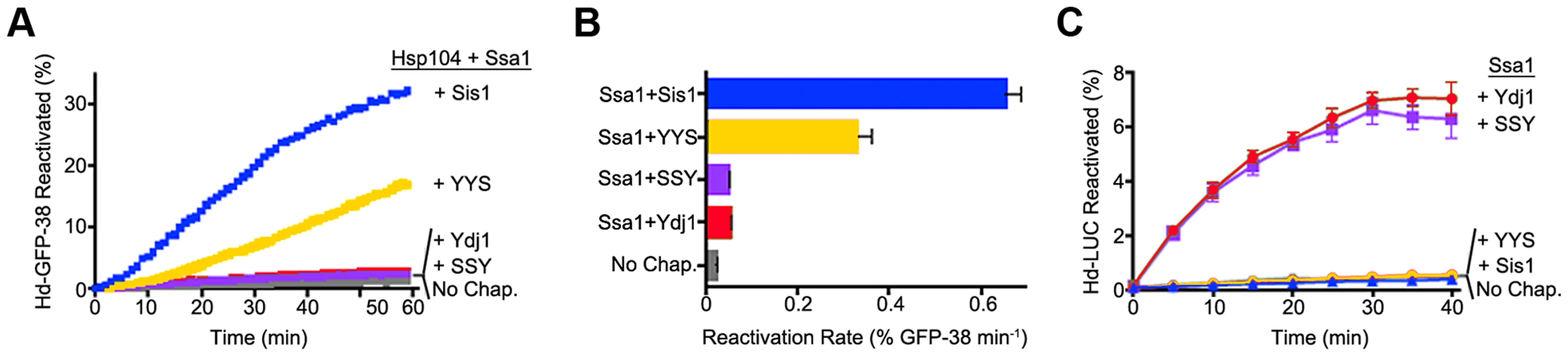 Function of Sis1, Ydj1 and Sis1-Ydj1 hybrid proteins in protein reactivation in vitro.