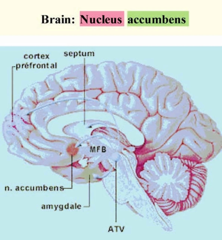 Hédonický mozek 
Vyznačené oblasti jsou uzly oboustranné neuronální sítě velkého rozsahu („konektomu“) Zdroj: Koukolík, F.: Základy kognitivní, afektivní a sociální neurovědy XXV. O štěstí – hédonický mozek. Prakt. Lék., 2013, 1, s. 10–15.
