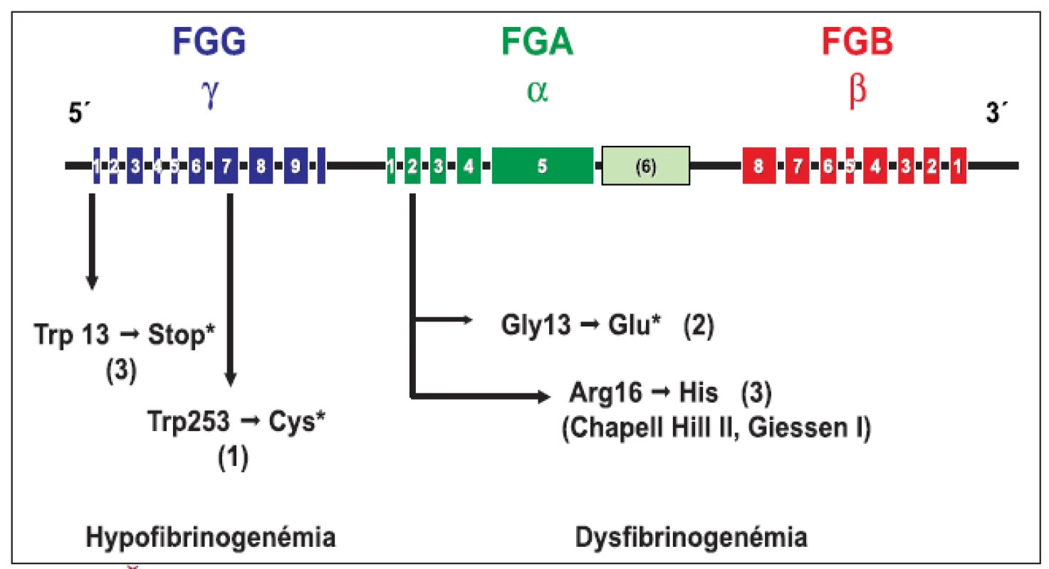 Štruktúra génu pre fibrinogén a génové mutácie pri hypo a dysfibrinogenémii v súbore 24 jedincov z 9 rodín.