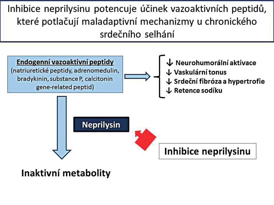 Schematické zobrazení účinku inhibitoru neprilysinu