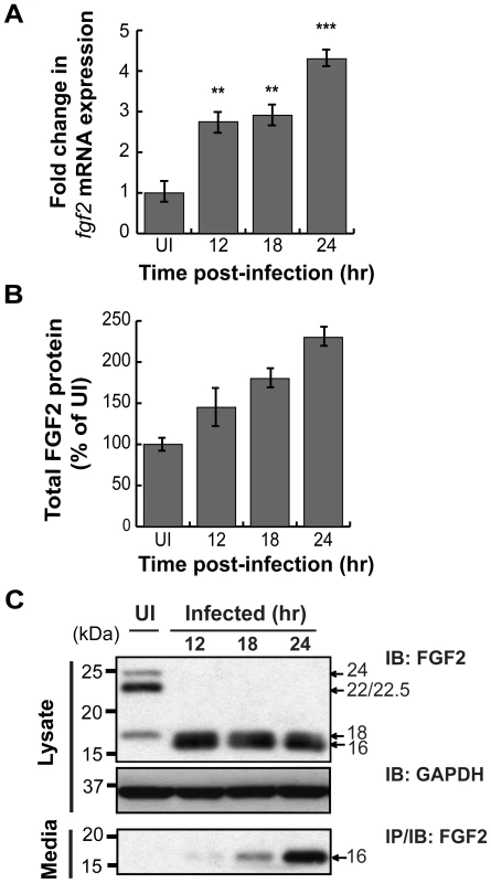 <i>C. trachomatis</i> L2 infection stimulates FGF2 expression, production, and release.