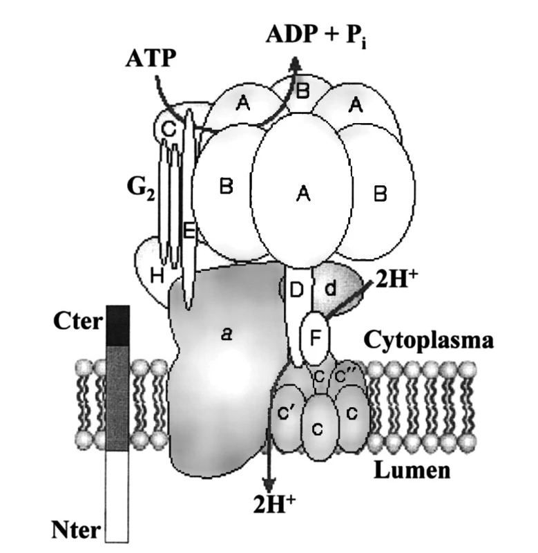 Schéma receptoru (P)RR spojeného s vakuolární H+-ATPázou (dle 27)