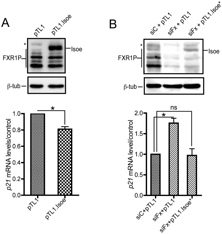 FXR1P overexpression in <i>Fxr1</i>-depleted C2C12 cells restores <i>p21</i> mRNA levels to normal.
