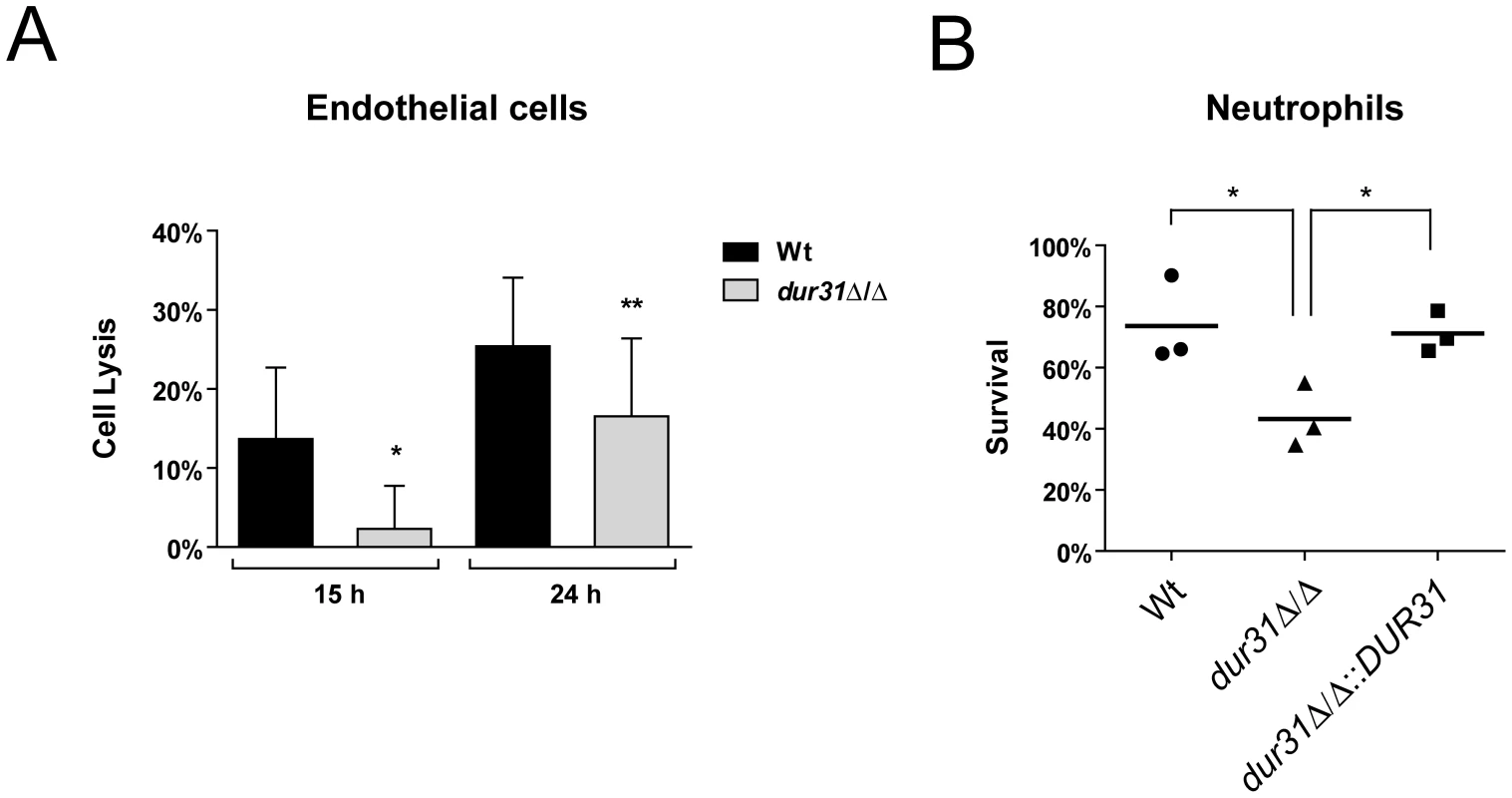 Dur31 is required for damage of human endothelial cells and for immune evasion.