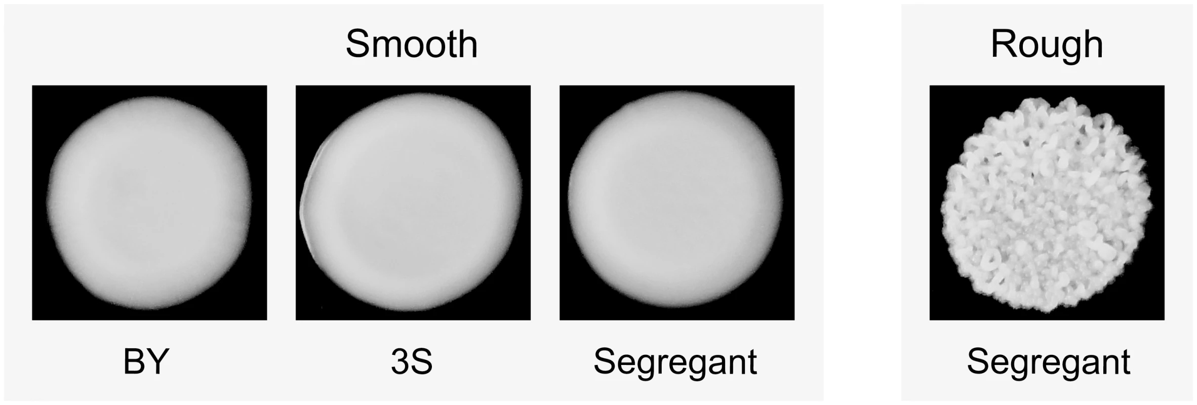 Colony morphology phenotypes that occur in the BYx3S cross in the presence of <i>ira2Δ</i>2933.