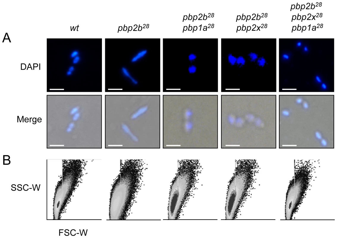 Effect of <i>pbp</i> mutations on cell morphology.
