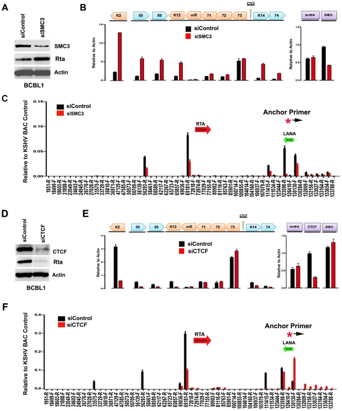 siRNA depletion of CTCF or Cohesin subunit SMC3 deregulates KSHV latent and lytic gene expression.