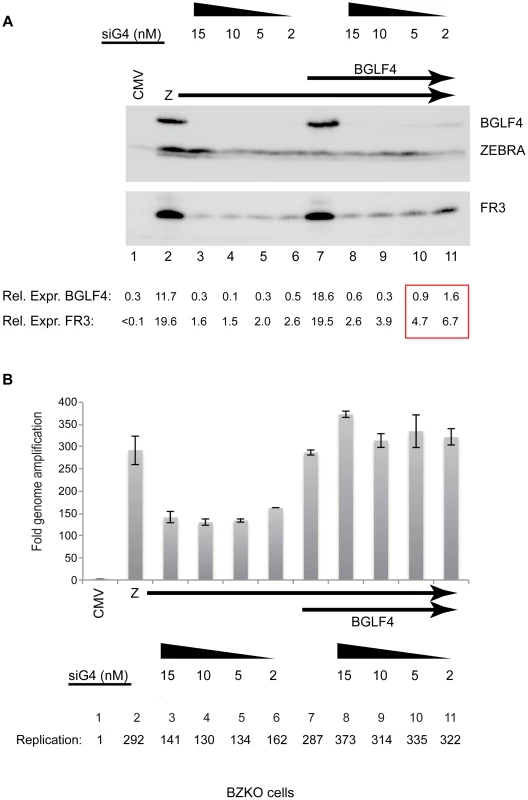 siRNA specific to BGLF4 abolishes expression of the late FR3 protein.