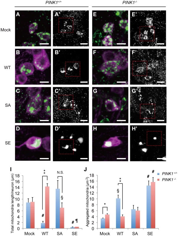 Parkin phosphorylation regulates mitochondrial morphology and the distribution of DA neurons.