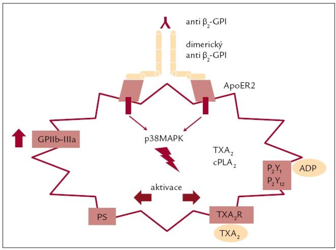 Vliv aktivace destičkových glykoproteinů antifosfolipidovými protilátkami na další procesy. Upraveno podle [5].