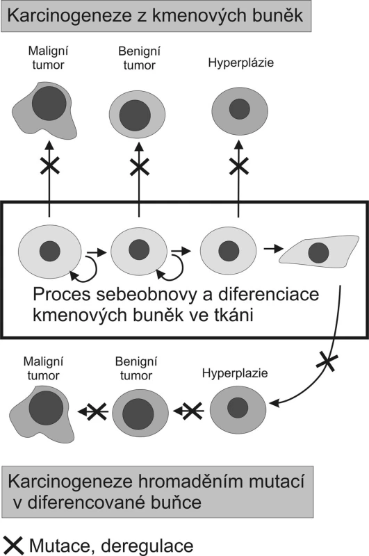Porovnání dvou modelů karcinogeneze Původní teorie předpokládá nahromadění kritických mutací v jediné diferencované buňce. Důsledkem těchto mutací a epigenetických dějů je nádorová transformace a dediferenciace dané buňky, která dává vzniknout tumoru. Karcinogeneze vycházející z adultních kmenových buněk přítomných v každé tkáni naopak předpokládá že mutace či deregulační epigenetická změna transformuje kmenovou buňku na kmenovou buňku nádoru tak, že se tato stává základem buněčné populace tvořící tumor (volně podle Takana, 2007 a Woodwardové 2005).
Fig. 1. Comparison of two carcinogenesis models The former theory hypothesised concentration of critical mutations within a single differentiated cell. These mutations and epigenetic actions are then expected to result in tumorous transformation and dedifferentiation of the cell, from which a tumor would originate. Contrary to that, carcinogenesis based on adult stem cells present in any tissue, supposes that a mutation or a deregulation epigenetic change would transform a stem cell into a tumorous stem cell , which then would give rise to a cell population, forming a tumor. (according to Takan, 2007 and Woodward, 2005).