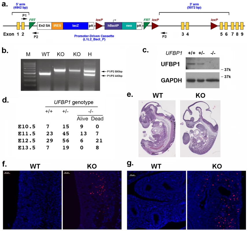 UFBP1 is essential for embryonic development.
