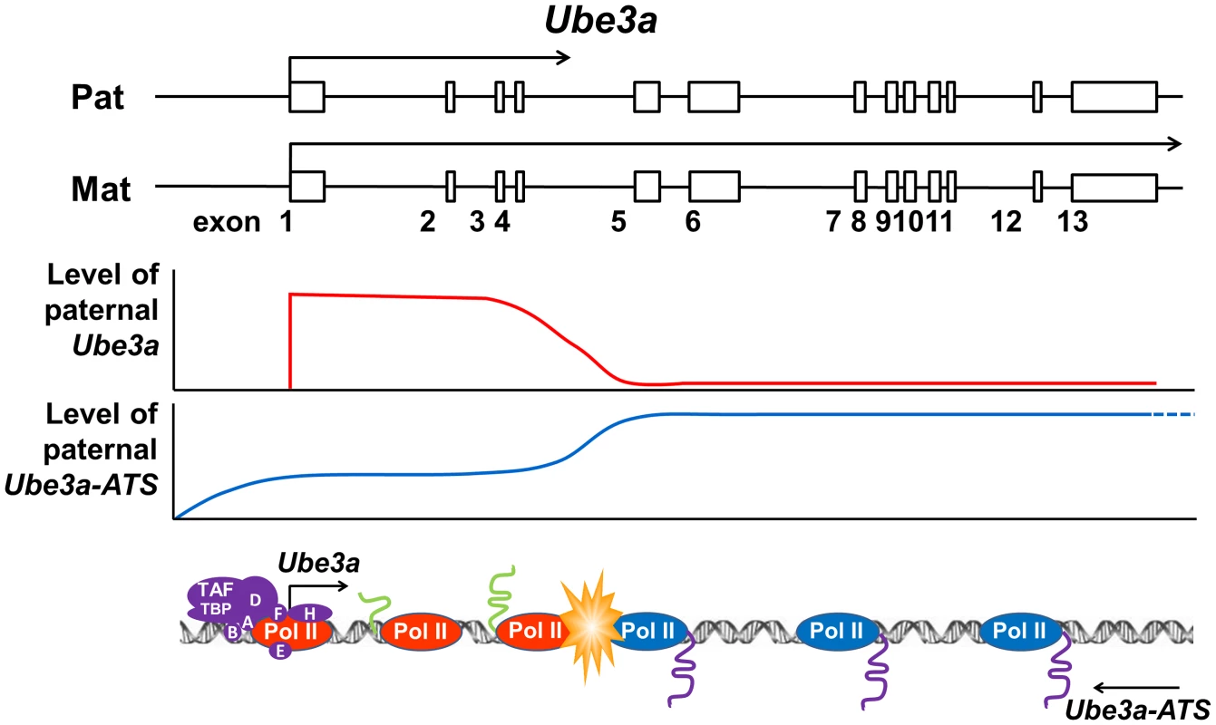 Transcriptional collision hypothesis of <i>Ube3a</i> imprinting.