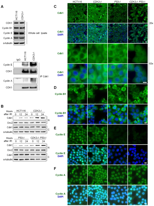 Aberrant localization of Cdk1 in Cdk2-deficient cells after IR treatment.