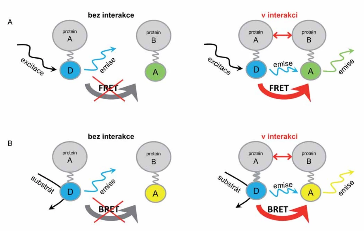 Znázornění mechanizmu rezonančního přenosu energie (proteinů v interakci a bez interakce).