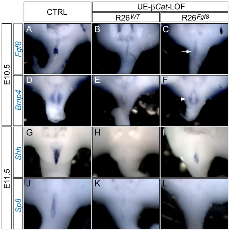 GT gene expression analyses on UE<i>-β-Cat-</i>LOF embryos with forced <i>Fgf8</i> expression.