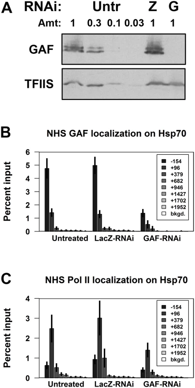 Depletion of GAF reduces paused polymerase on NHS <i>Hsp70</i>.