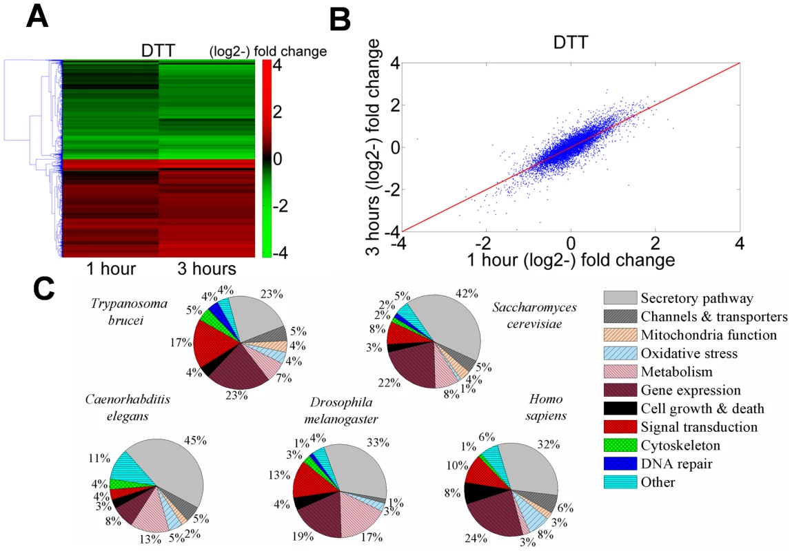 Transcriptome changes in <i>T. brucei</i> treated with DTT resemble analogous changes in other eukaryotes.