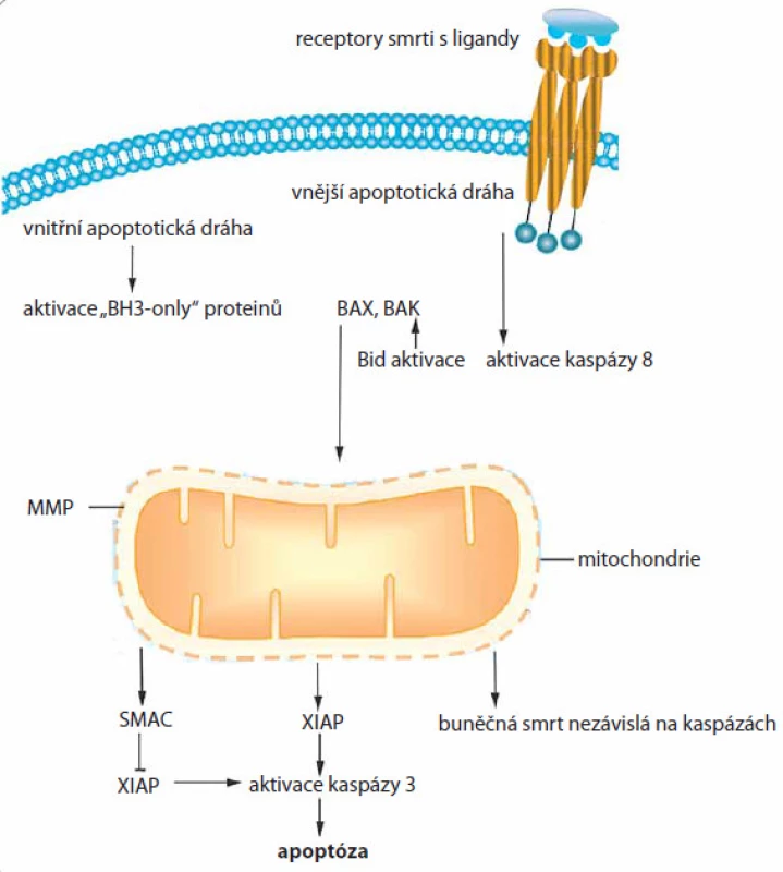 Mitochondriální regulace apoptózy.
Vnitřní apoptotická signální dráha je charakteristická změnou transmembránového potenciálu a permeabilizací mitochondriální membrány, následkem čehož dochází k uvolnění proapoptotických signálů z mitochondrií. Upraveno dle [65].