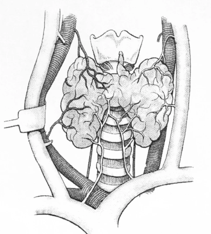 Topografická anatómia krku
Fig. l. Topographic anatomy of the neck