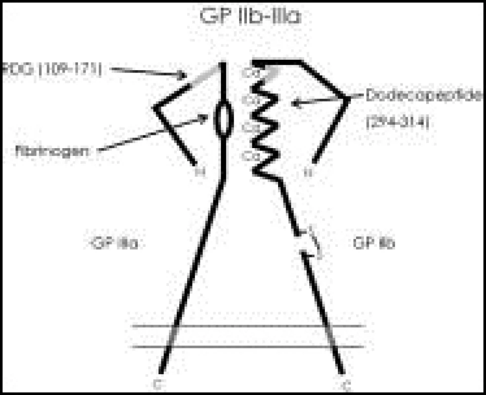 Schéma struktury glykoproteinového komplexu GP IIb/IIIa, volně podle [1].