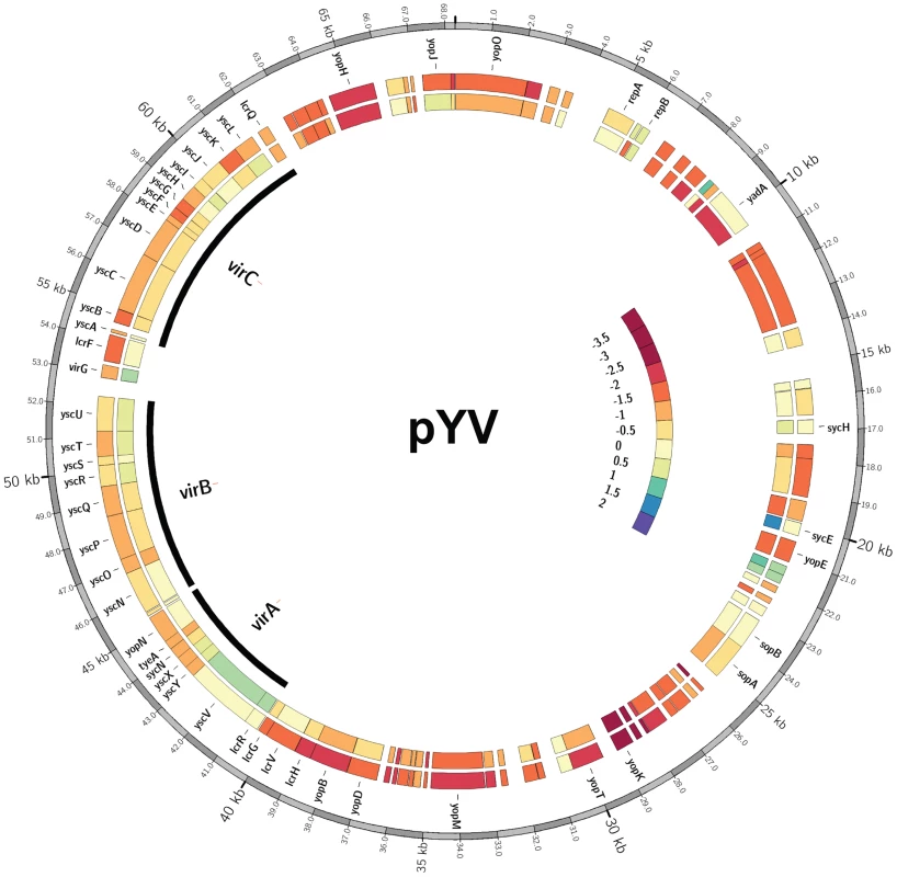 <i>Y. pseudotuberculosis</i> lacking a functional IscR display decreased transcription of a number of pYV encoded genes.