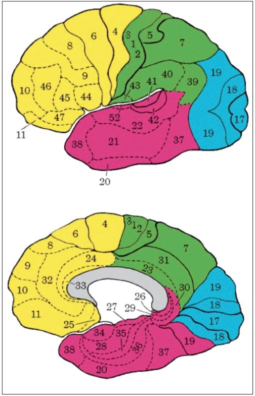 Brodmanova mapa cytoarchitektonických polí kůry lidského mozku; zevní plocha levé mozkové hemisféry, vnitřní plocha pravé mozkové hemisféry.
Mapa je užitečná fikce, jednotlivá pole jsou u různých lidí plošně i objemově odlišná, jejich hranice jsou s výjimkou primárních senzorických polí méně ostré