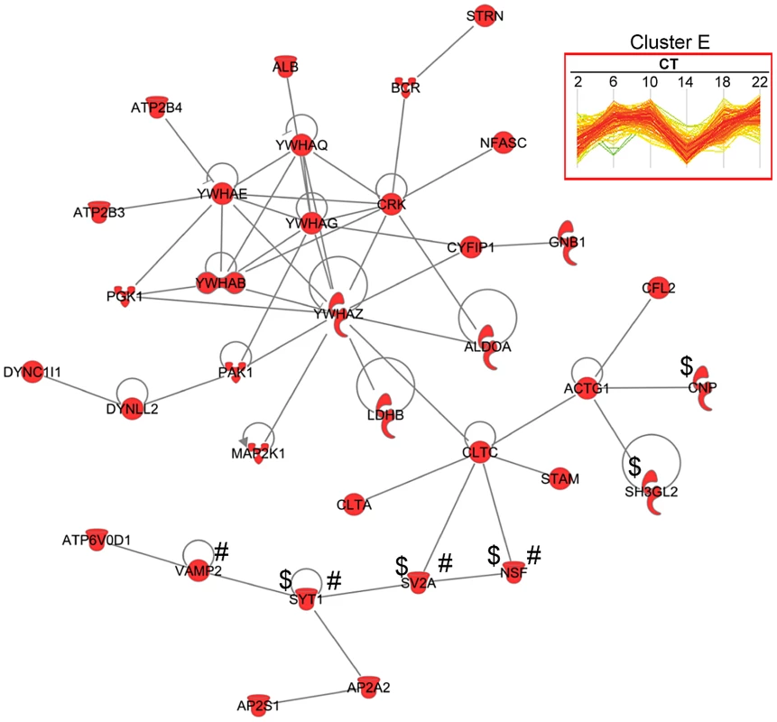Protein interaction network of cluster E proteins.