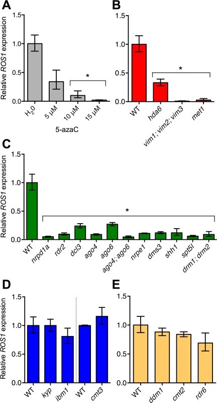 RdDM pathway mutants have reduced <i>ROS1</i> expression.